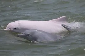 蓝丝带海洋保护协会：关爱中华白海豚，维护海洋生物多样性图片