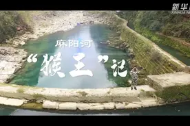 纪录片《我与万物生丨麻阳河“猴王”记》图片