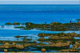 「旅游提升」长海县超全赶海攻略新鲜出炉图片