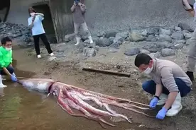 非常罕见！三米长巨型鱿鱼出现在日本海滩，还活着图片