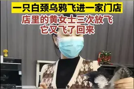 濒危物种白颈乌鸦“光临”店铺，流连忘返不愿离开图片