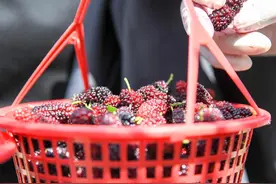 满园桑葚迎客来 自助采摘欢乐多图片