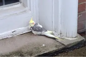 宠物鹦鹉失踪3年后疑被发现 主人靠音乐确认其身份图片