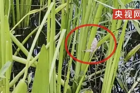 紧急提醒！这种东西多地泛滥，千万别碰！图片