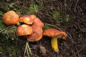 【吃菌那些事】收藏！云南常见食用野生菌大盘点图片