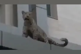 野生还是家养？伊朗街头豹出没 引发恐慌还袭警图片