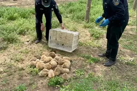 71只小刺猬遭非法捕猎险被制成“药材”，幸遇民警解救，重回大自然图片