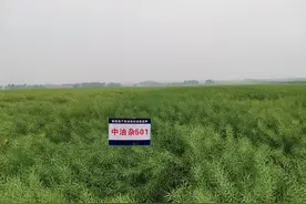 油菜界的“尖子生”来了，它不偏科图片