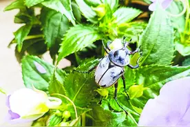 巢湖岸边首次发现长着“鹿角”的花金龟图片