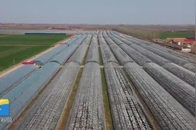 昌乐：种姜用上了“黑科技”一个人轻松管理10个棚图片