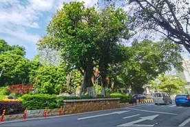 柳州这蔸树无人不识！活了百多年没人动得了它，如今又开花…图片