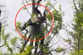 是什么吸引他爬高踩空，倒挂5米树上？图片