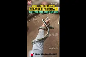 小心，蛇出没！继被窝里、引擎盖里，河南一村庄又出现蛇群？图片