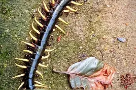 被毒蜈蚣偷袭好几次，医生用亲身经历给出防蜇攻略图片