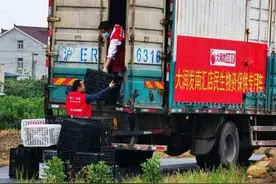 上海疫情下南汇玉菇瓜滞销 大润发店长对接农户已采购2.5万斤图片