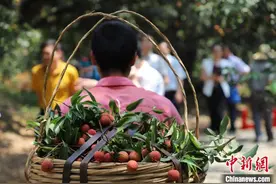 “中国荔乡”茂名：新老品种助“荔”拓展国内外市场图片