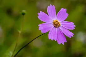 夏末秋初之夜 文/幸福相伴 （外一篇）图片