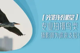 「光影轻课堂」专业拍摄鸟类，摄影师为你来支招图片