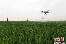 河北景县调集百余架植保无人机作业 助农保丰收图片