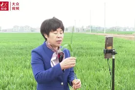 视频｜麦田成直播间 农技专家变网红！一堂课吸“粉”上千人图片