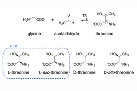 ACS Catalysis | 制药工业中合成β-羟基-α-氨基酸的关键酶苏氨酸醛缩酶催化机理的计算研究图片