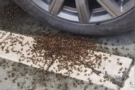 “这还让不让人走啊！”杭州男车主崩溃求助119，上千只蜜蜂在车轮上爬图片