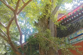 国家植物园古树背后的故事 一株菩提树由佛祖坐禅“圣树”分植图片