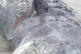 台州临海海域发现一抹香鲸尸体 专家：尚无法确认与象山县搁浅是同一头图片