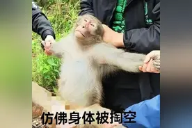 大闹南京流浪猴团伙一成员落网：曾进住户家偷吃薯片还开燃气图片