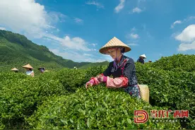 寻常人家“酿”好茶——覃塘毛尖茶与三代人的茶缘图片