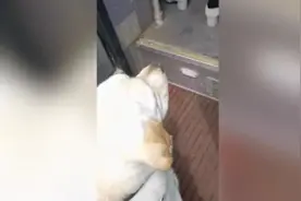 视障女孩带导盲犬乘公交车被拒，公交公司：将对司机加强教育视频封面