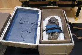 确认造假！日本著名美人鱼木乃伊为猴子和鱼的混合体图片