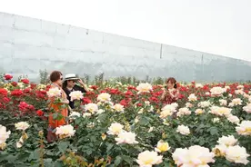 火爆全川！绵竹这处美景你去打卡了吗？图片