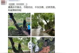 多次被雷击不倒，还越长越好！诸暨这个310岁的新晋“网红”太励志了图片