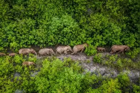 “大象医生”保明伟图片