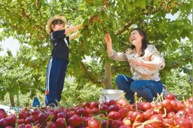 樱桃熟 采摘乐图片