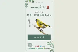 秘境之眼·人类之友 日历丨黄雀：螳螂捕蝉我在后图片