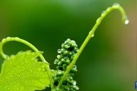 节令之美丨立夏节气来了，夏天来了吗？图片