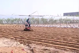 增产两成！潍坊峡山区年繁育百万株脱毒姜种 促进农民增收图片