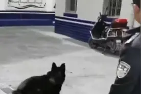 大狗下山误入居民家，看到民警狗乖巧听话卖萌还想入“编”视频封面