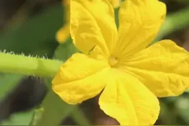 Beginning of Summer 立 夏图片