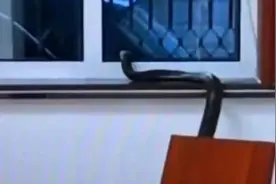 梅州一食堂现近四米长的眼镜王蛇，警民联手赶走“不速之客”视频封面