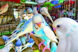 广西花鸟市场出现戴“脚环”的鹦鹉，还有不少人买！可以当宠物吗？图片