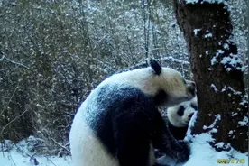 绵阳平武拍到野生大熊猫妈妈“带娃”画面：嗅味标记，亲身传授生存技能图片