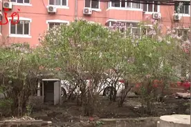 毁绿种菜，哈尔滨一小区公共绿地变“私家菜园”，这种行为要不得图片