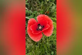 致母亲/爱的谎言图片