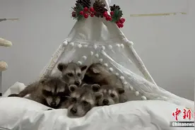 可爱！武汉迎来罕见“六胞胎”小浣熊图片