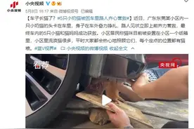 车子长猫了？5只小奶猫被困车里路人齐心营救图片