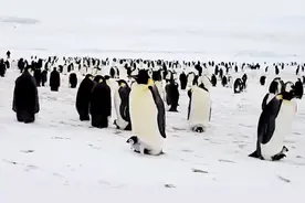 南极海冰融化养不活幼崽 帝企鹅面临灭绝危险图片