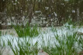 杨柳飞絮何时了？换树、打药、喷水，哪个办法好？图片